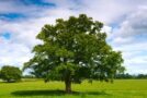 Gli alberi sono cittadini