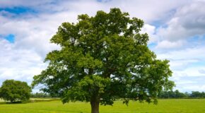 Gli alberi sono cittadini