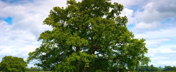 Gli alberi sono cittadini